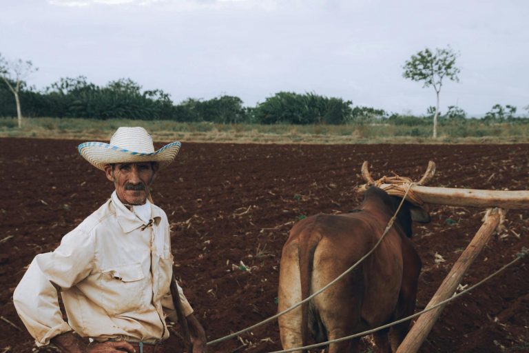 A farmer ploughs a field with oxen, showcasing traditional rural farming methods.